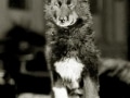 balto09