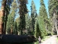 yosemite15