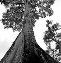 El árbol