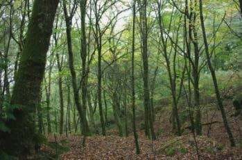 El Bosque