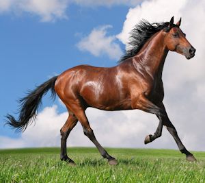 El caballo del Califa