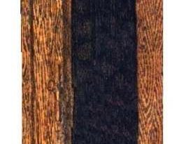 Chiton