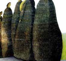 Akupai