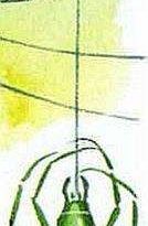 El hilo de la araña