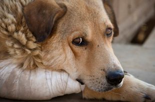 Maltrato animal
