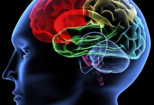 Pinceladas sobre el Cerebro Humano