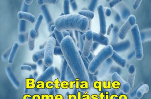 Bacterias que comen petróleo, plástico y limpian el ambiente