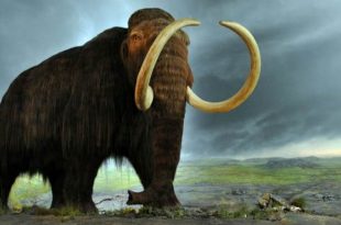 ¿Hasta dónde es apropiada la clonación de especies extintas?