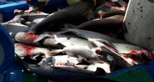 Costa Rica arrasa con tiburones: más de quinientos kilos de aletas de tiburón en CENADA