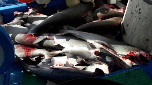 Costa Rica arrasa con tiburones: más de quinientos kilos de aletas de tiburón en CENADA