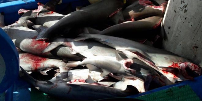 Costa Rica arrasa con tiburones: más de quinientos kilos de aletas de tiburón en CENADA