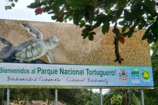 Tortuguero es un santuario natural