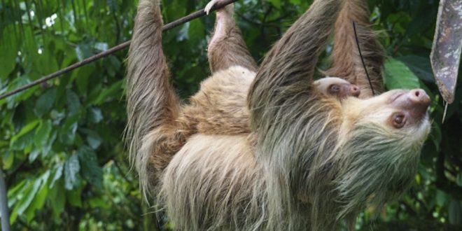 Santuario de osos perezosos en peligro