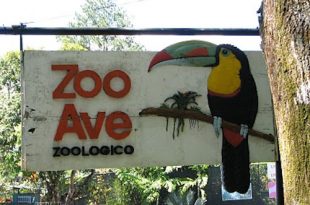 Historia de amor en Zooave