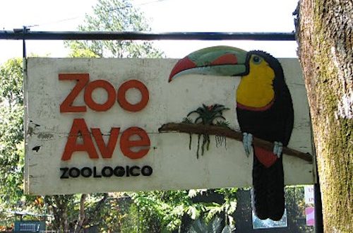 Historia de amor en Zooave