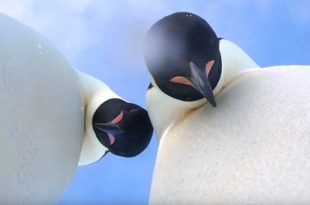 Pingüinos