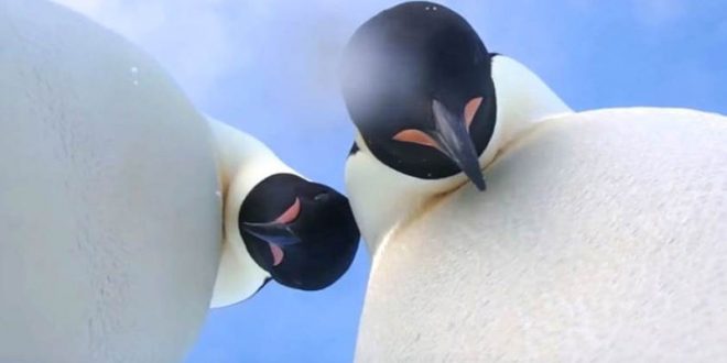 Pingüinos