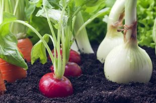 La agricultura orgánica con un mercado promisorio