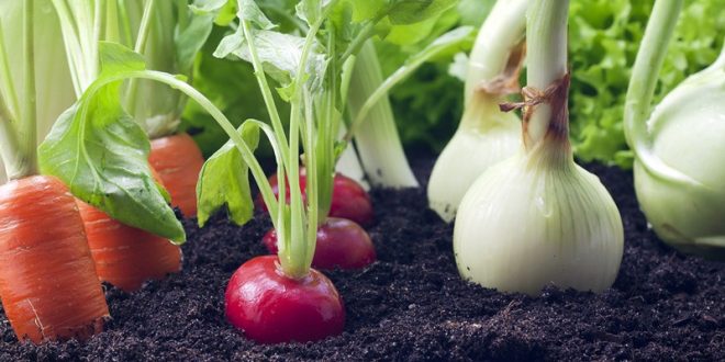 La agricultura orgánica con un mercado promisorio