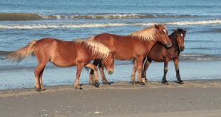 Los caballos salvajes de Carolina del Norte