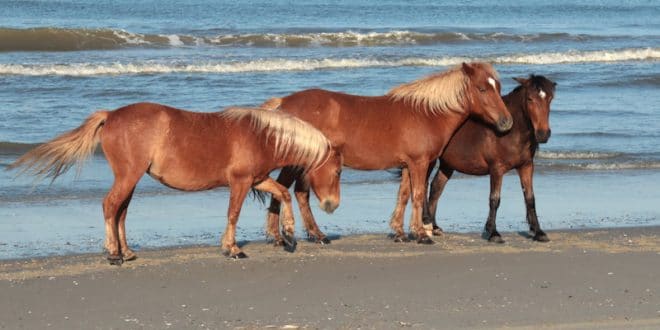 Los caballos salvajes de Carolina del Norte