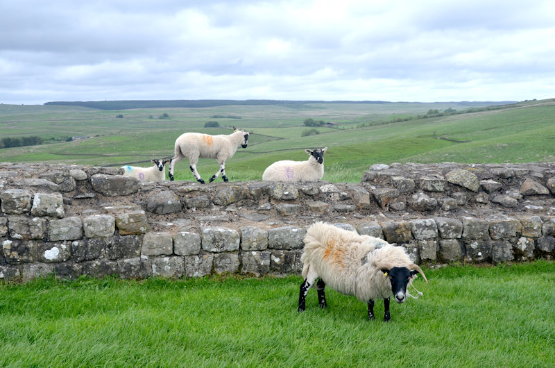 Muralla de Adriano: ruta senderista del imperio romano en Inglaterra