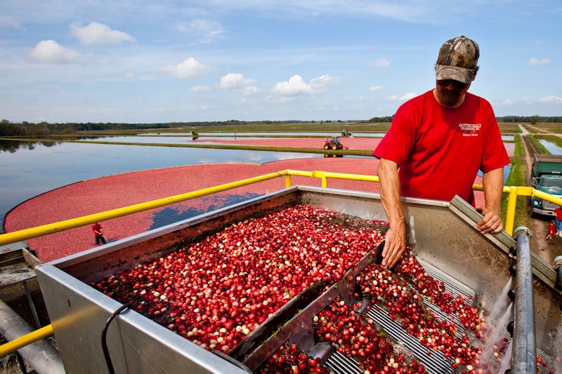 La cosecha de arándanos rojos en Wisconsin