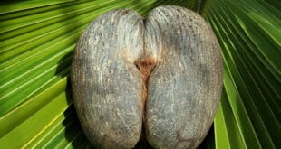 Coco de mer: la nuez más erótica del mundo crece en las Seychelles
