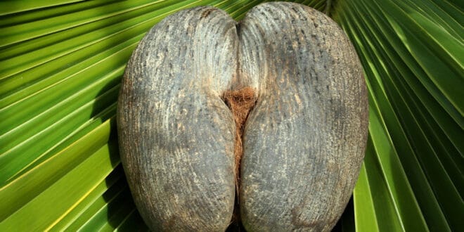 Coco de mer: la nuez más erótica del mundo crece en las Seychelles