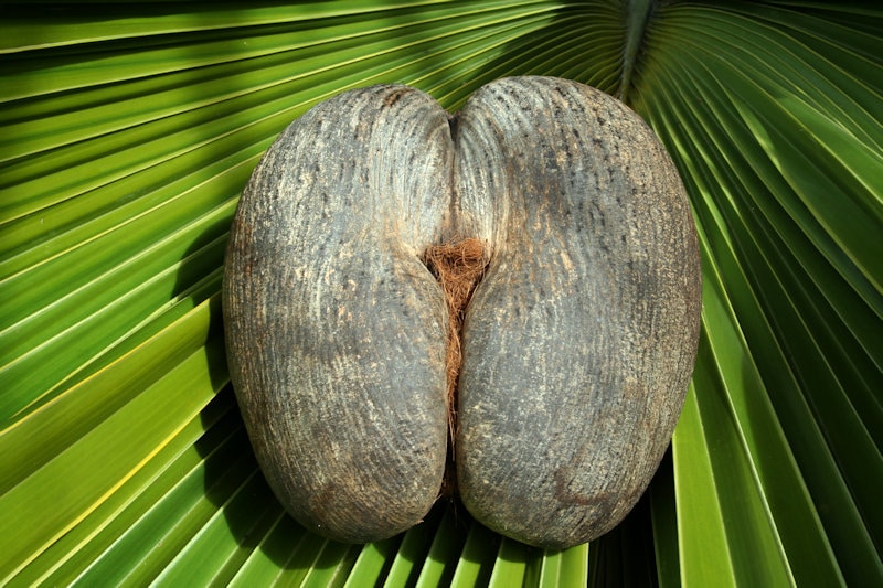 Coco de mer: la nuez más erótica del mundo crece en las Seychelles