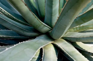 El poder sanador del aloe vera