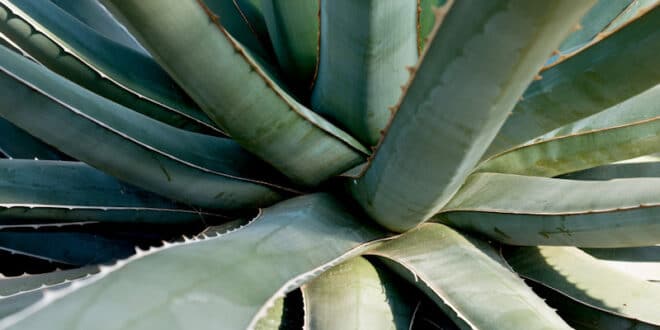 El poder sanador del aloe vera