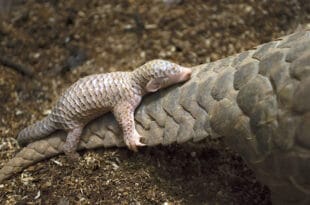 Mongabay