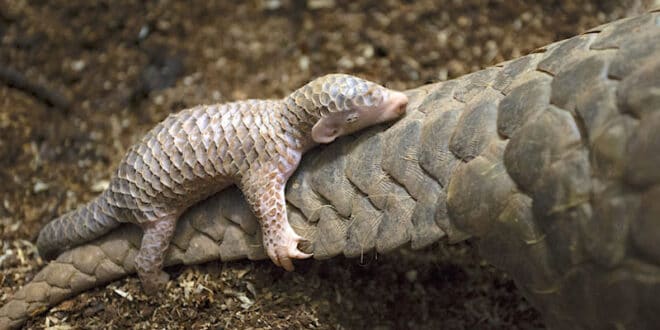 Mongabay