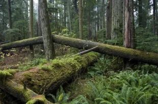 Bosquecillo de Catedrales