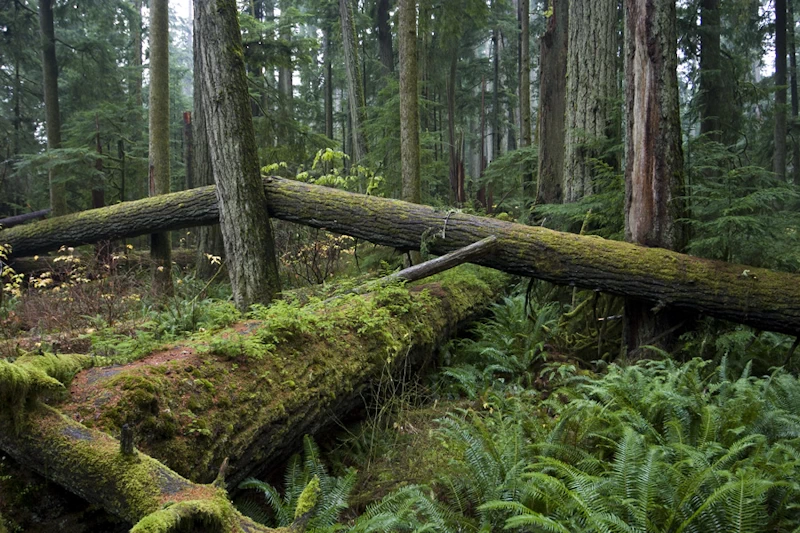 Bosquecillo de Catedrales