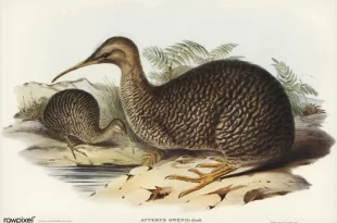 Kiwi