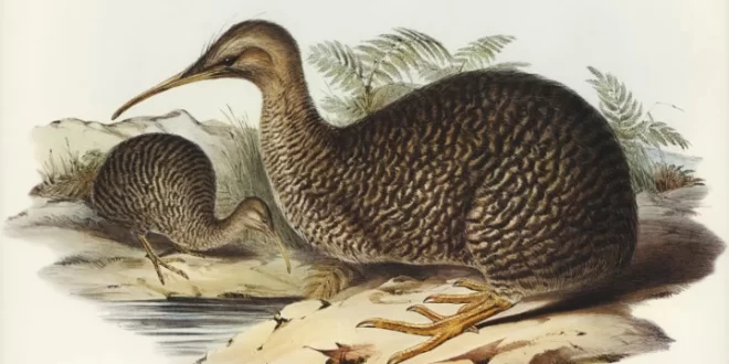 Kiwi
