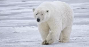 Oso Polar