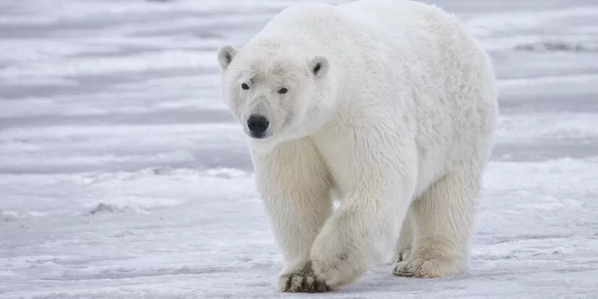 Oso Polar
