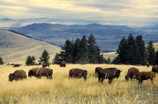 Bison Range