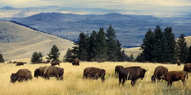 Bison Range