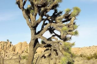 Árbol de Josué