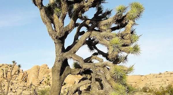 Árbol de Josué