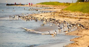 Bahía de Delaware