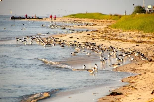 Bahía de Delaware