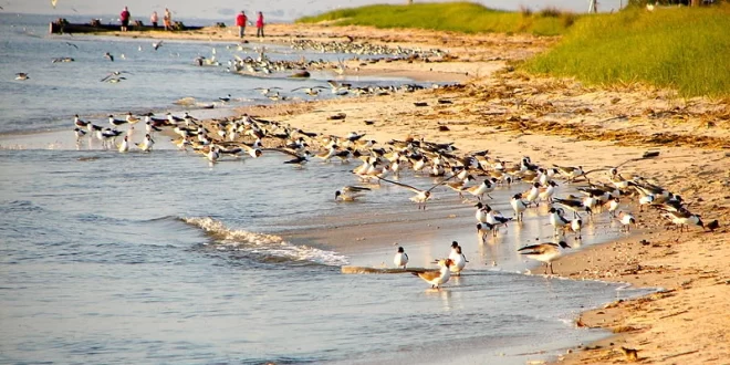 Bahía de Delaware