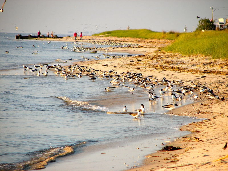 Bahía de Delaware