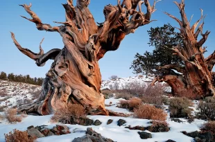 Pino bristlecone