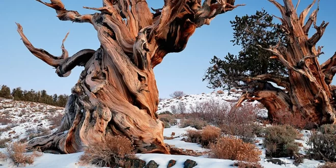 Pino bristlecone